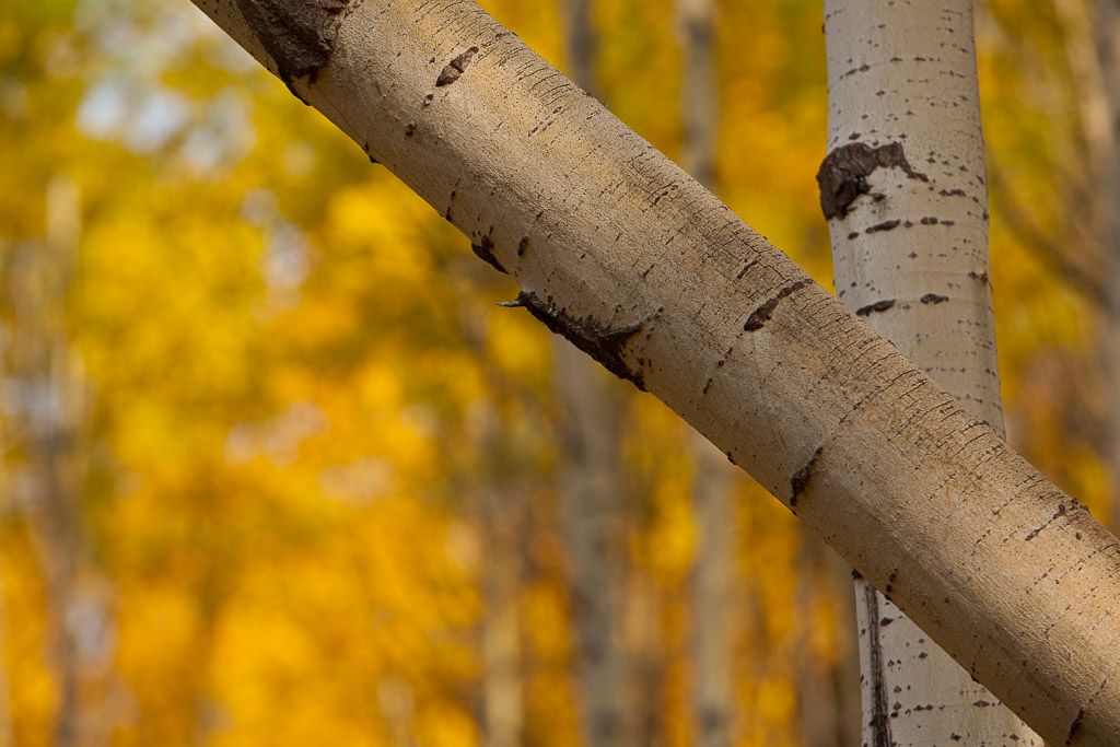 Farbiges Laub am Bow Valley Parkway