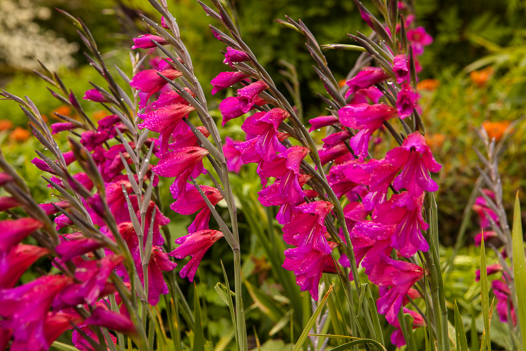 Lanhydrock House and Garden, Cornwall, UK