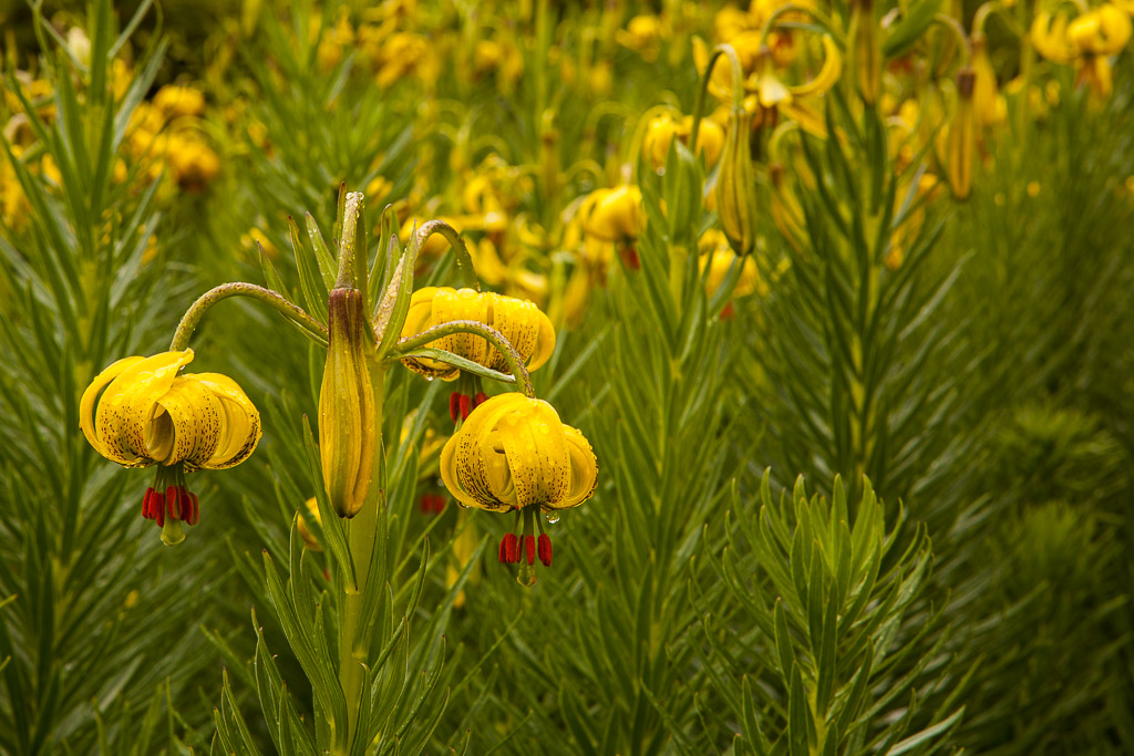 Gartenrundgang durch Cae Hir