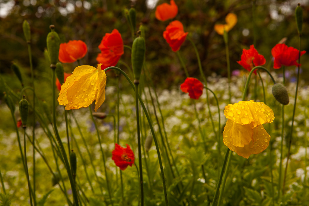 Gartenrundgang durch Cae Hir