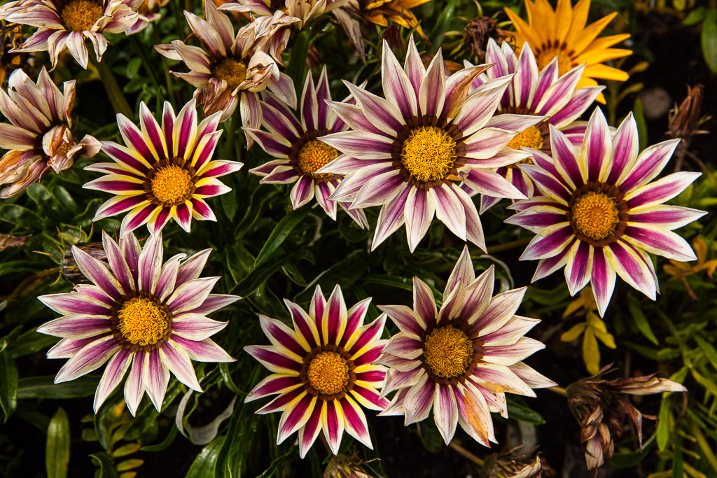 Im Blomsterpark in Jesperhus