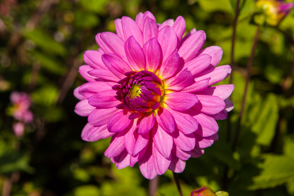 Im Blomsterpark in Jesperhus