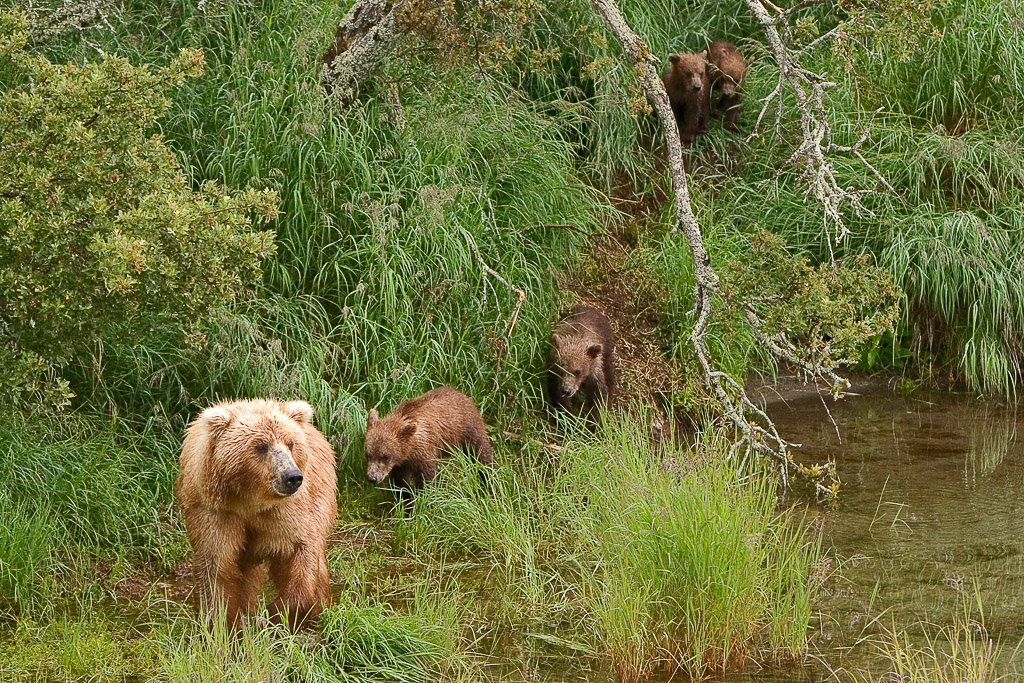 Walking around in katmai NP during the salmon run is like walking in the Zoo, just without the fences. bears everywhere ! But to spot a mother with 4 cubs is a rare thing even for Katmai standards. When this mother then comes across you while you are standing on one of the two safe viewing platforms and walks only a few feet from you then this is photographic heaven.