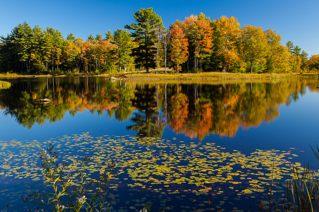 Herbstwald am Mills Pond des Canterbury Shaker Village