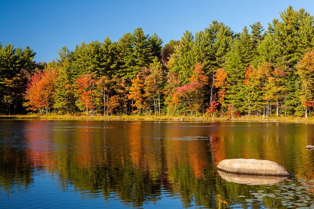 Herbstwald am Mills Pond des Canterbury Shaker Village