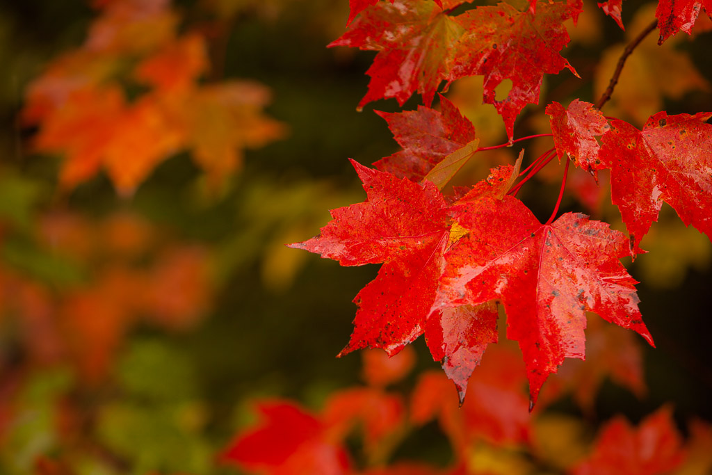 Herbstliches Laub