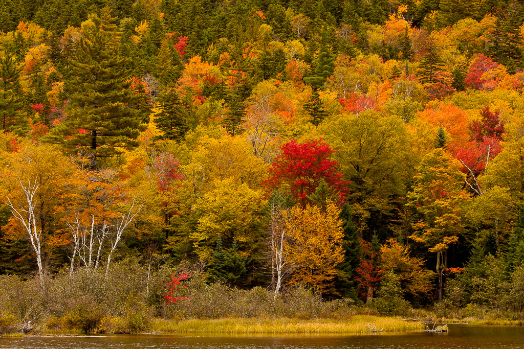 Herbstwald und See am highway 302