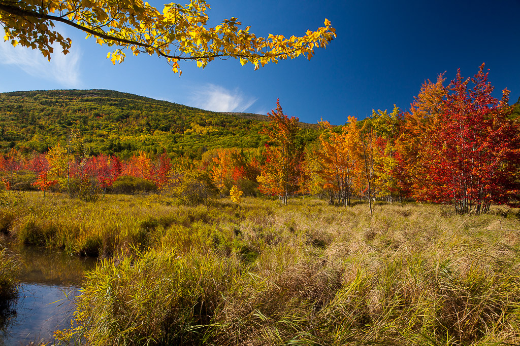 Rundgang durch Wild Gardens of Acadia